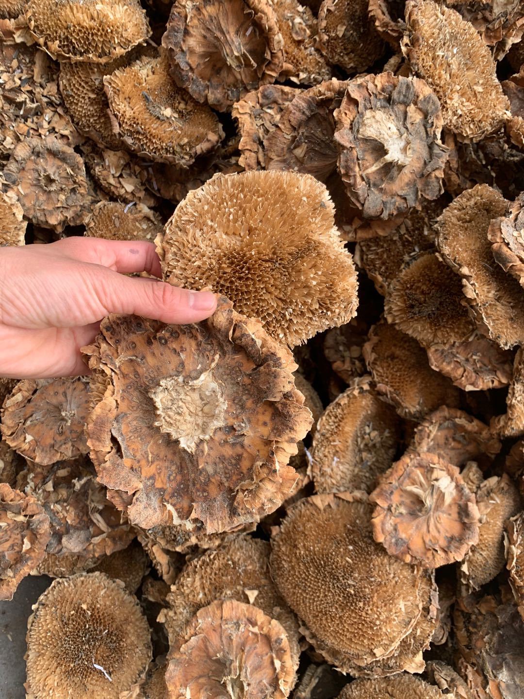 Dried Sunflower Disc Kui Hua Pan Helianthus annuus Whole Flower Head Traditional Herbal Ingredient 500g quality and texture