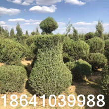 2.5米蜀桧价格】_2.5米蜀桧价格品牌/图片/价格_2.5米蜀桧价格批发_阿里巴巴