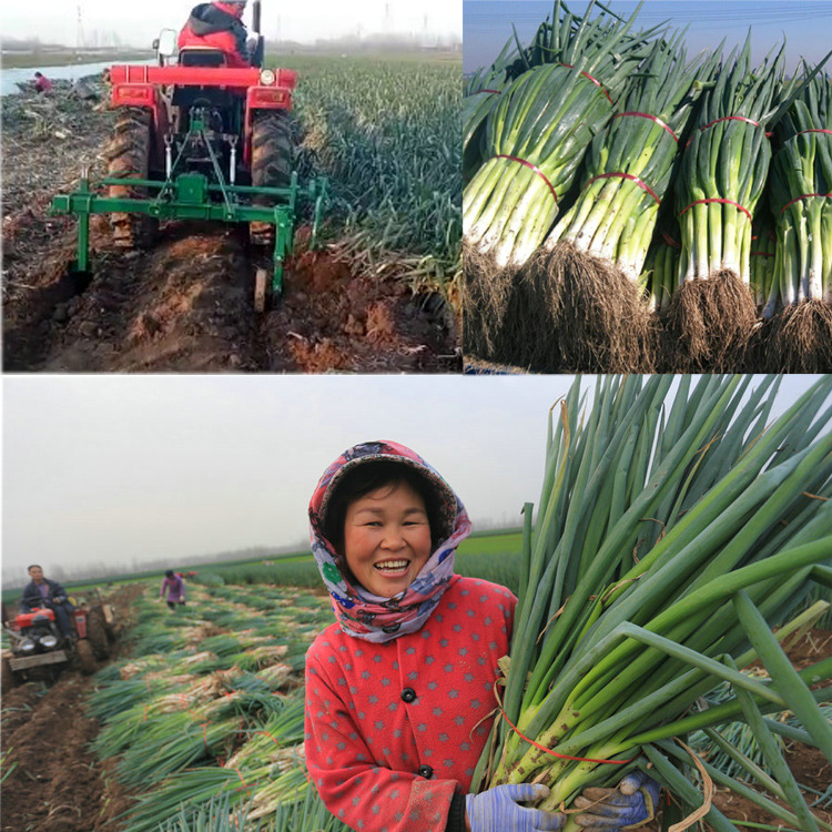 农用四轮拖拉机带单梁大葱收割机挖葱机双梁起葱机收葱机刨葱机