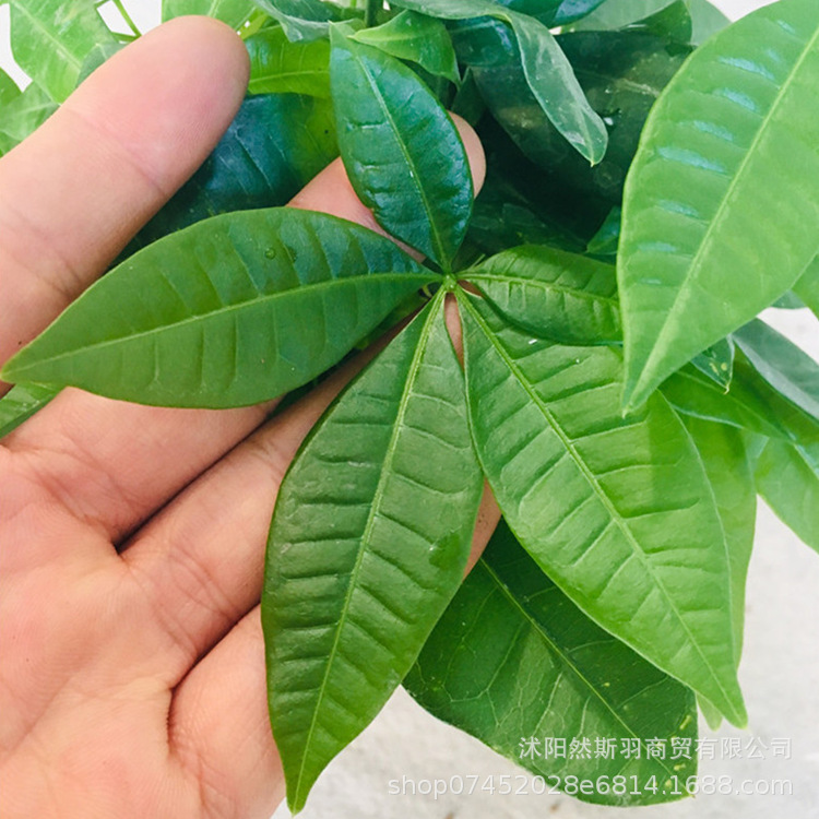 QQͼƬ20200803182034