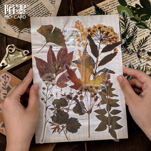 Mo Mo Mo plant specimen book series PET large stickers Journal DIY material decorative stickers 10 pieces into 8 types