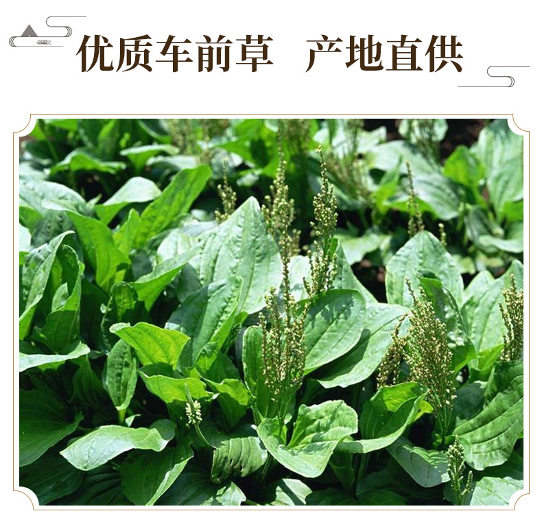 Dried Plantain Herb Che Qian Cao Whole Plant Loose Herbal Tea 500g key features