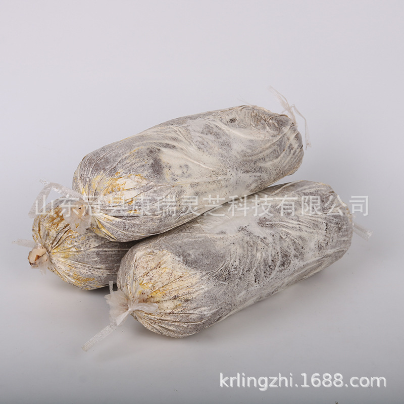 山东灵芝基地供应灵芝盆景 盆栽灵芝菌包 灵芝菌种 活体灵芝菌棒