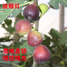 品种无花果苗树果苗矮化盆栽地栽北方南方四季种植结果苗