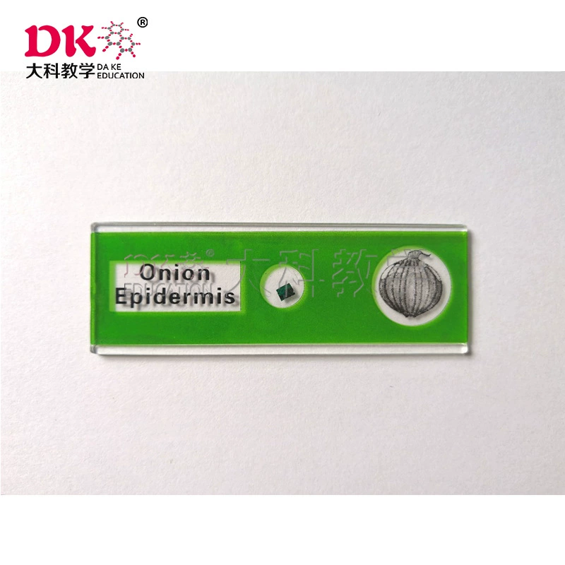 Пр direct science teaching manufacturer direct selling micro -glass onion epidermis tablets plastic biological slices