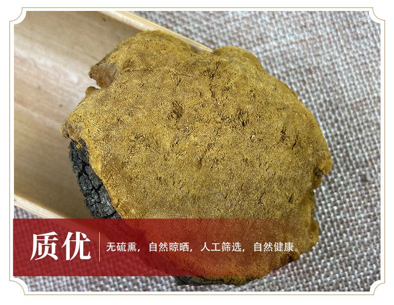 Sang Huang Mulberry Yellow Fungus Dried Slices 500g Traditional Herbal Decoction Ingredient quality and texture
