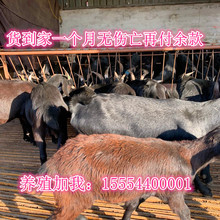 遵化山羊養殖場黑山羊懷孕母羊價格山羊羔大量出售送貨到家