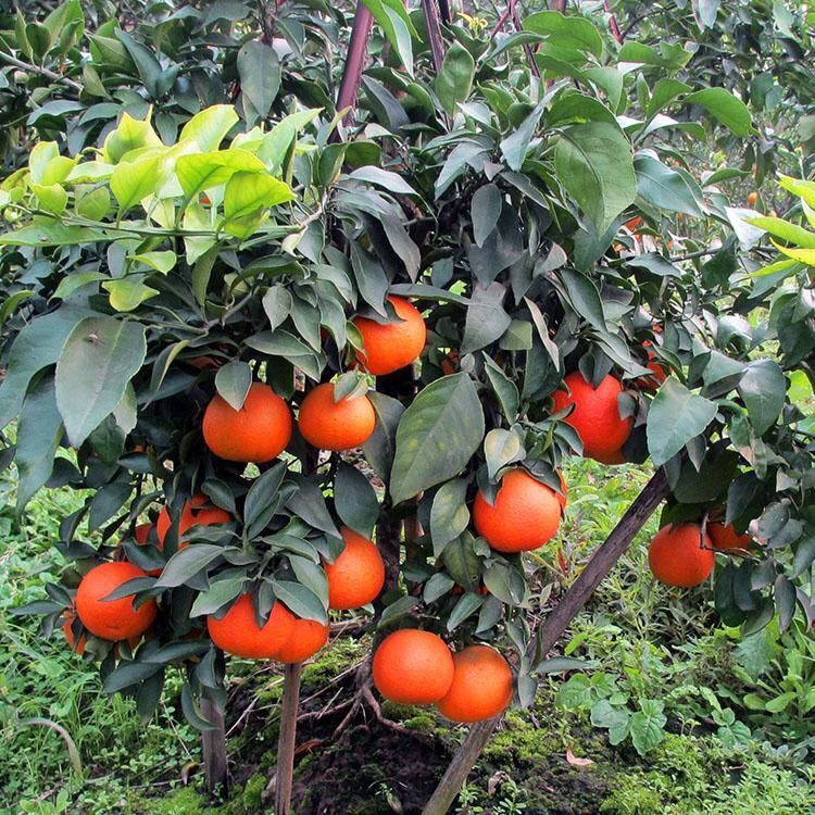 12370956462_944498898