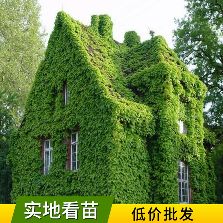 爬山虎苗 庭院别墅遮阳四季常青 化攀援植物三叶地锦五叶地锦|ms