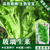 Lettuce seeds, lettuce seeds, seeds seeds, vegetable seeds, rapeseed seed seeds wholesale