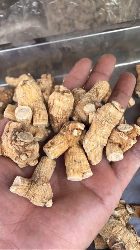 进口10克粒头1 (1).jpg