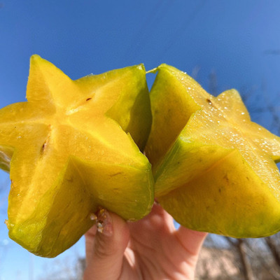 福建软枝香蜜甜杨桃产地直供一件代发|ru