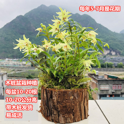 (Delivery with stakes)Hill Dendrobium Green plant Stakes Potted plant indoor flowers and plants