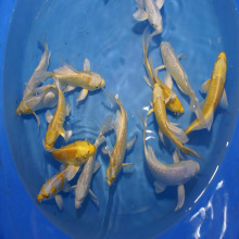 �ﶬ���\���ձ��\���\���~����w�����̓r���l����