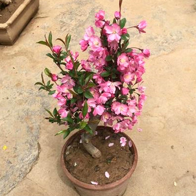 海棠花苗【垂丝海棠】花卉盆栽盆景室内绿植物花卉观花玫瑰阳台|ms