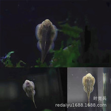 琵琶鼠鱼 华吸鳅 琵琶清道夫鱼 热带鱼观赏鱼批发 渔场直销