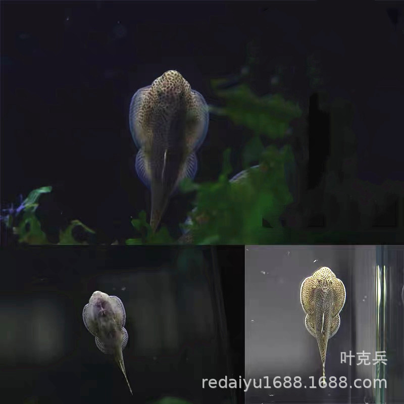 琵琶鼠鱼 华吸鳅 琵琶清道夫鱼 热带鱼观赏鱼批发 渔场直销