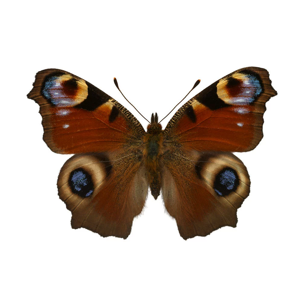 Peacock butterfly specimen