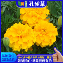 密花孔雀草種子 密花孔雀草種子批發 促銷價格 產地貨源 阿里巴巴