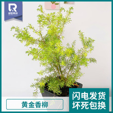 柳树盆景 柳树盆景品牌 图片 价格 柳树盆景批发 阿里巴巴
