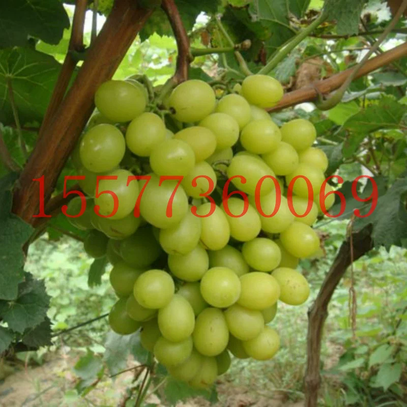 Заводская поставка виноградных плодов дерево солнце Роза виноградных саженцев солнце Роза виноград резка саженцев оптом