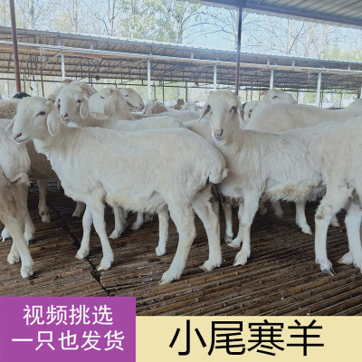 纯种小尾寒羊活羊小尾寒羊母羊黑头杜泊羊羊羔萨福克羊活体种公羊|ms