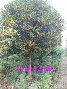 �𻨘䡢�t������.С�^�G�����е��䣬