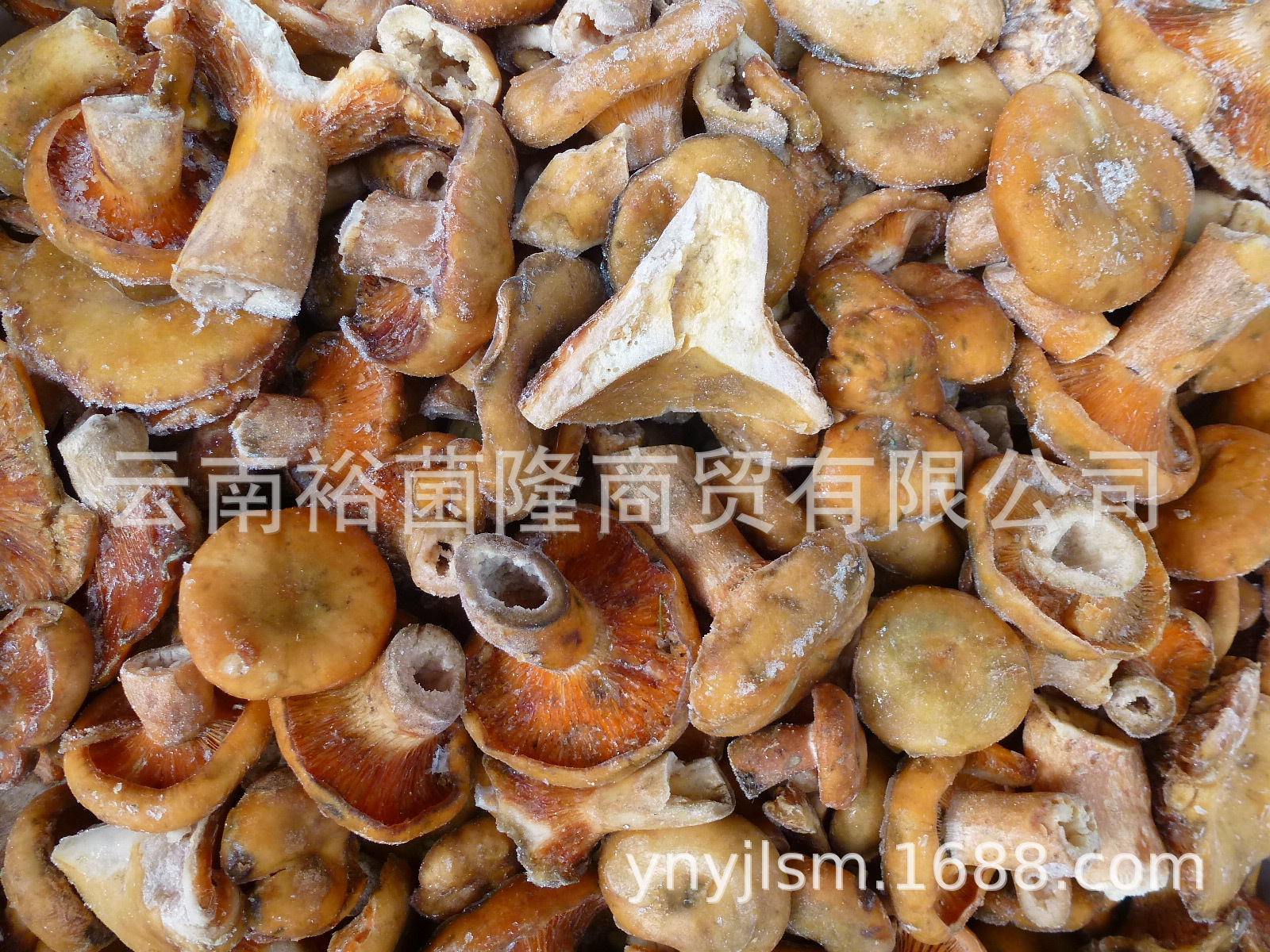 【裕菌隆】 寒菌 谷熟菌 九月菇 松乳菇 重阳菌 湘菜馆食材批发-阿里巴巴