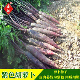 袋装紫色胡萝卜种子 紫色人参紫皮水果胡萝卜籽 四季易种蔬菜种籽