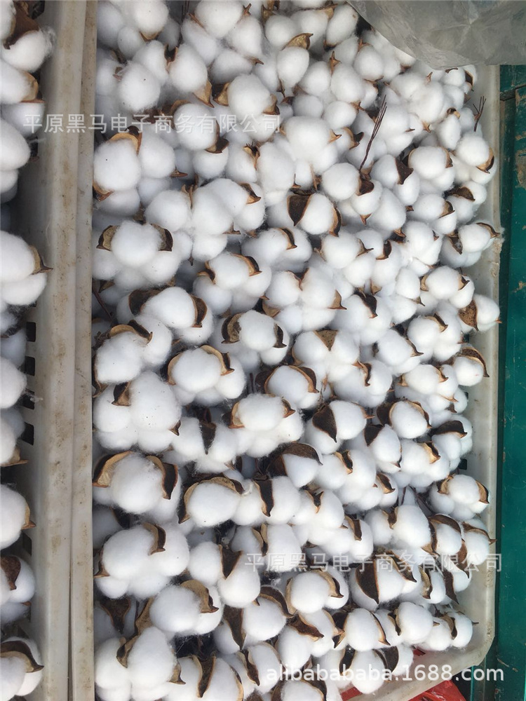 棉花头