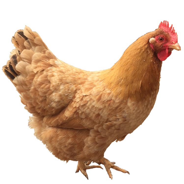 白毛老土鸡约2.1斤 正宗新鲜散养土鸡农家走地老母鸡批发笨鸡麻鸡|ms