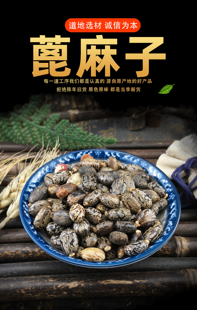 Castor Seeds Bi Ma Zi Dried Ricinus Communis Bulk Herbal Seeds 500g key features