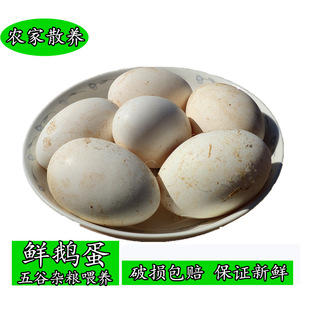 ���r�Z���ЋD�r��ɢ�B���Z���ش��rʳ������ȥ̥���s�Zι�BС��ͯ