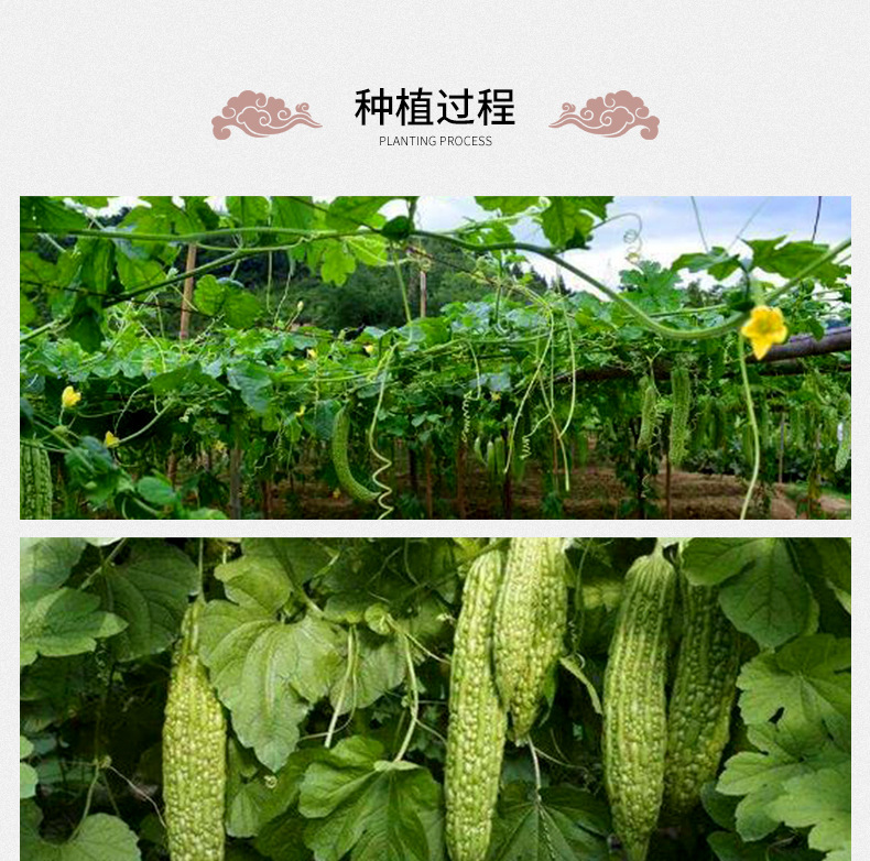 Dried Bitter Melon Slices Ku Gua Loose Herbal Tea 500g Bulk Chinese Bitter Gourd for Daily Infusion preparation
