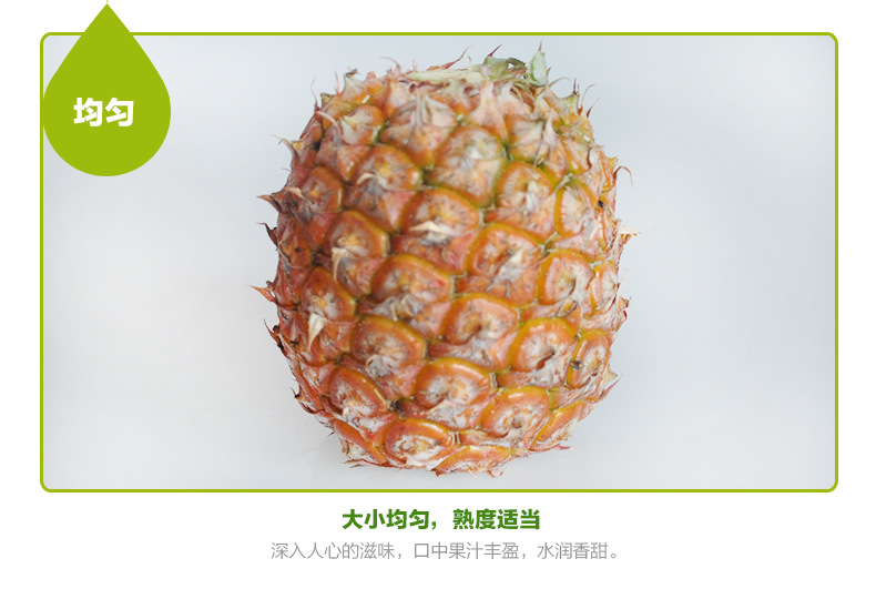 凤梨_15.jpg