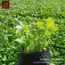 ��I�� �޸�����ֲ�� �������ݻ��r��  ���@���� ���جF؛