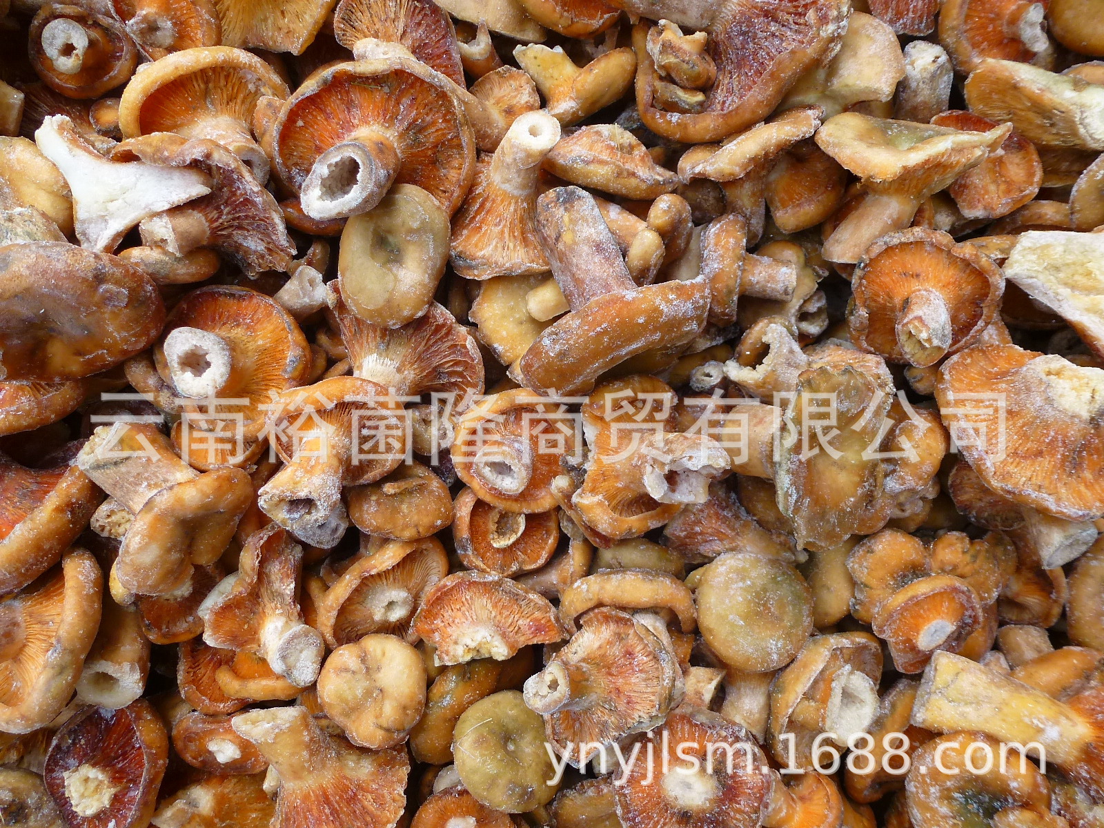 【裕菌隆】 寒菌 谷熟菌 九月菇 松乳菇 重阳菌 湘菜馆食材批发-阿里巴巴