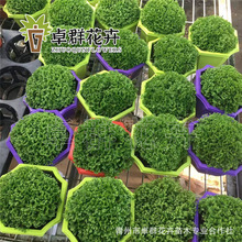 自家苗圃供应绿地球 珊瑚蕨类 驱辐射 电脑宝贝 量大优惠