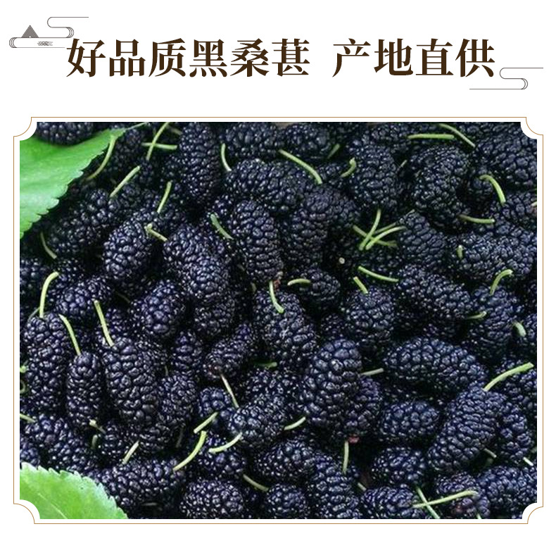 Dried Black Mulberry Sang Shen 140g Jar Washed Ready to Eat Snack and Tea Herb key features