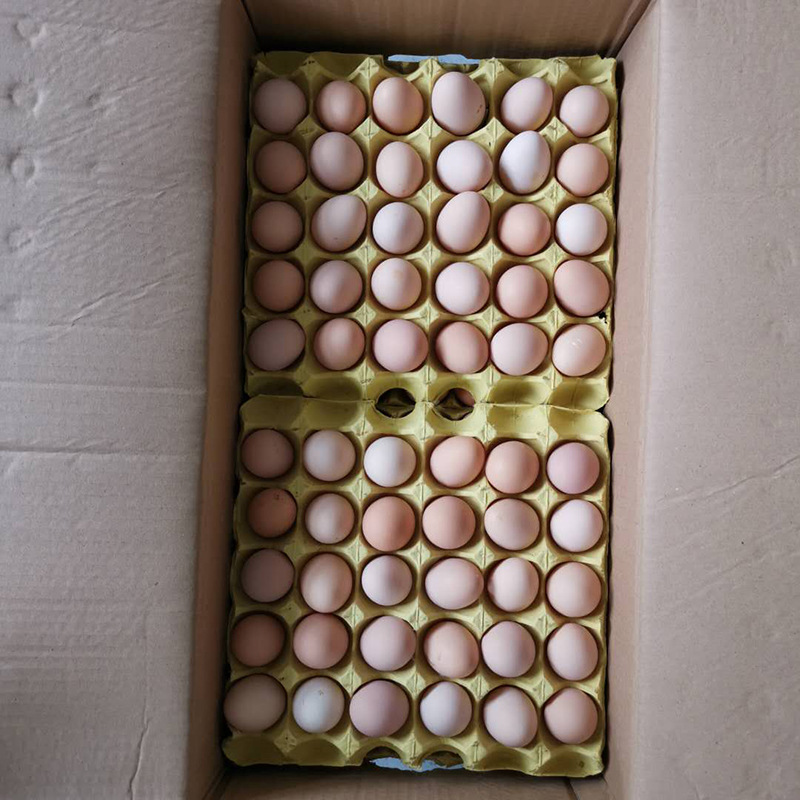 大别山散养土鸡蛋批发 柴鸡蛋殖基地山鸡蛋厂家直销 全年稳定供应|ms