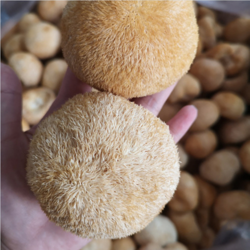 New Product Gutian Monkey Head Mushroom Dried Monkey Head Mushroom Gutian Specialty Powder Raw Material Wholesale Origin Edible Fungus 500g