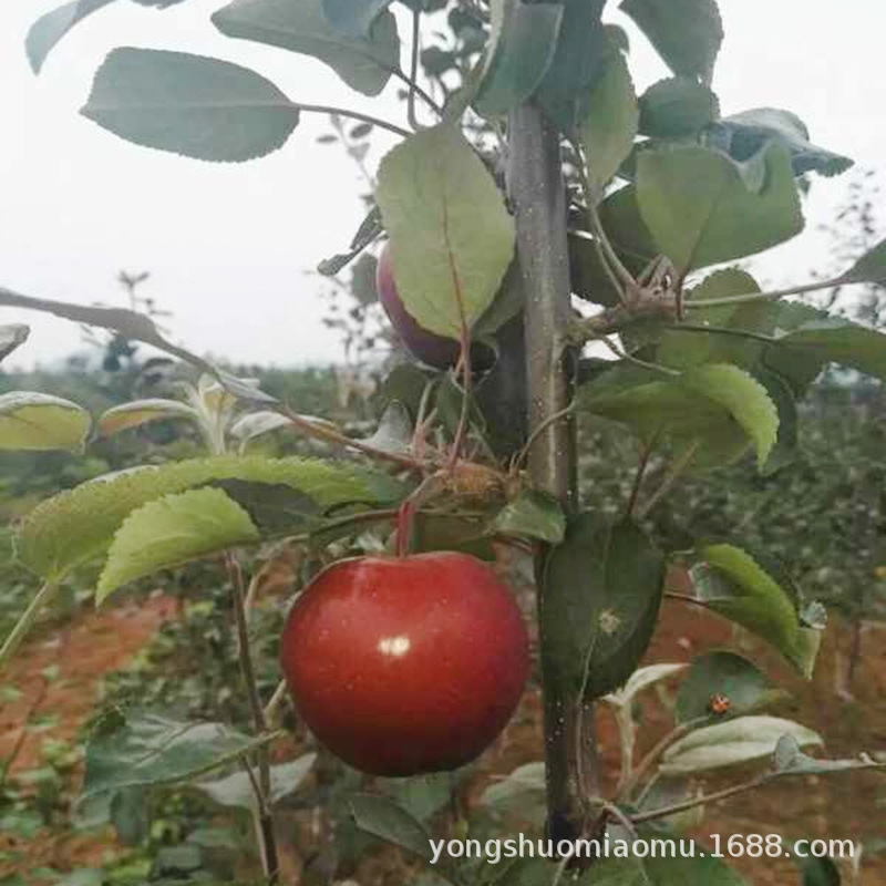 微信图片_2018061915455812