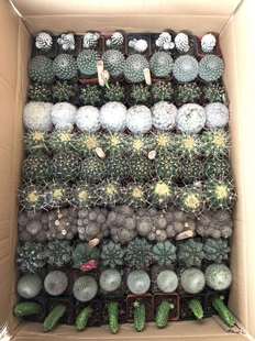 Base Direct Sales Randomly Mixed 11-Color Ball Succulents Desktop Small Potted Home Green Plants