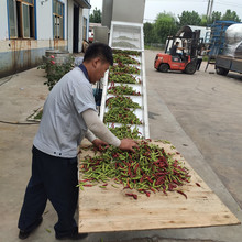 ȫ�Ԅ�ë���L�x�C ���I�����Y�x�O�� ���P���轷��x���s��C��