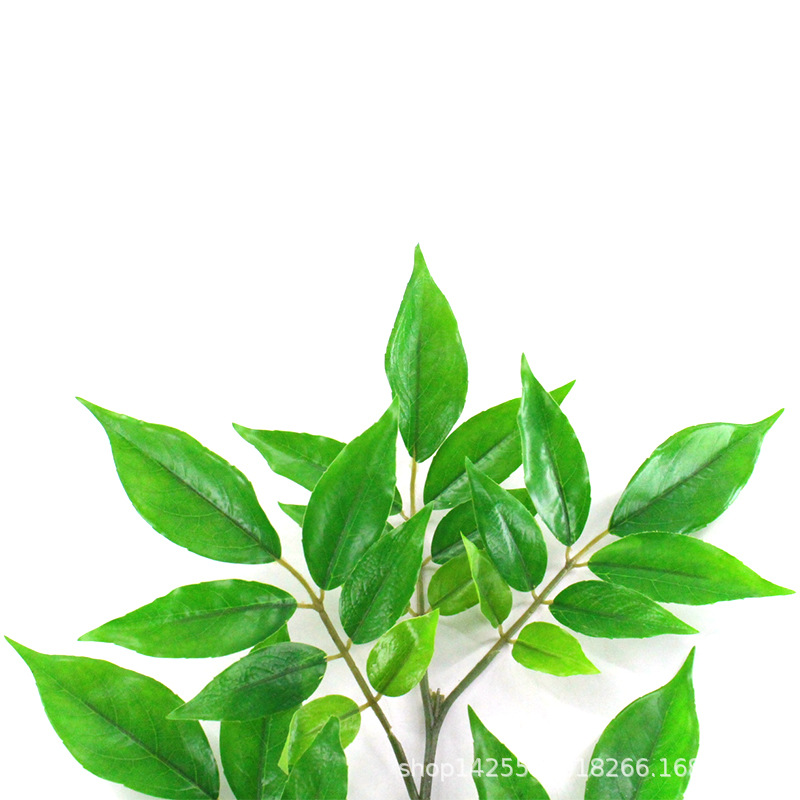 XRB-269 红枝柴五叉平面枝 (3).jpg