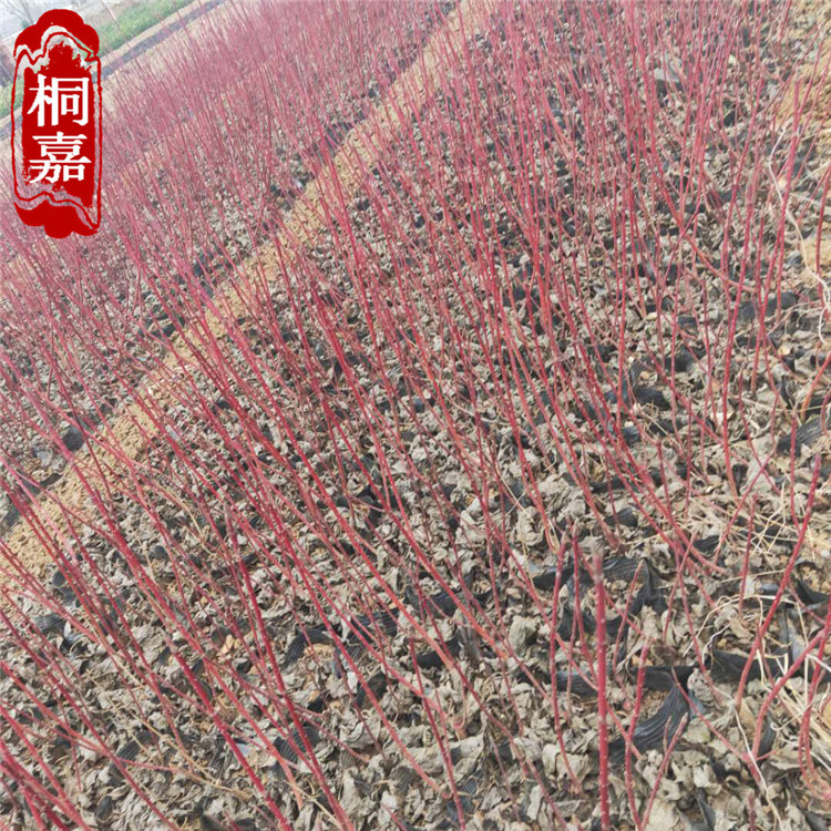 微信图片_202003130820591