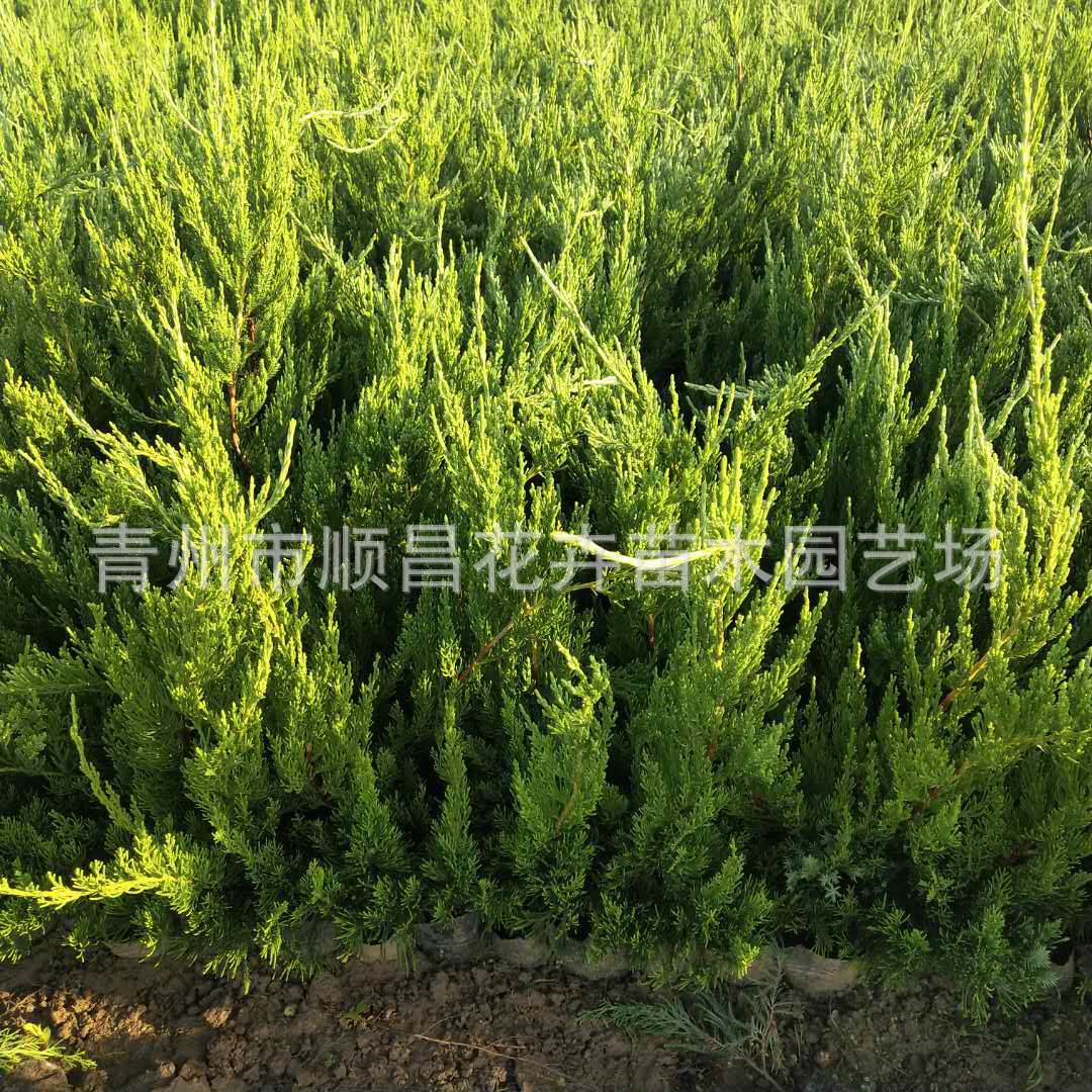 龙柏苗木常绿灌木园林小龙柏苗木 园林绿化用小龙柏绿篱植物-阿里巴巴