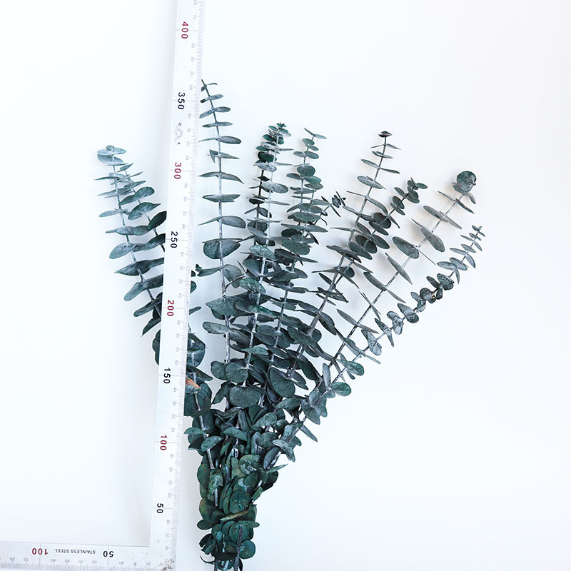 永生尤加利叶35厘米