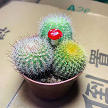 ������ֱ�����Gֲ���Ի��� �ӼҾGֲ ���������ֲ�� ��ɫ�M����