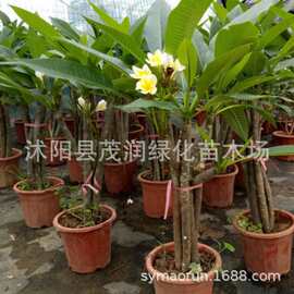 鸡蛋花 缅栀子花盆栽花卉绿植苗红色 黄色带花苞阳台庭院植物